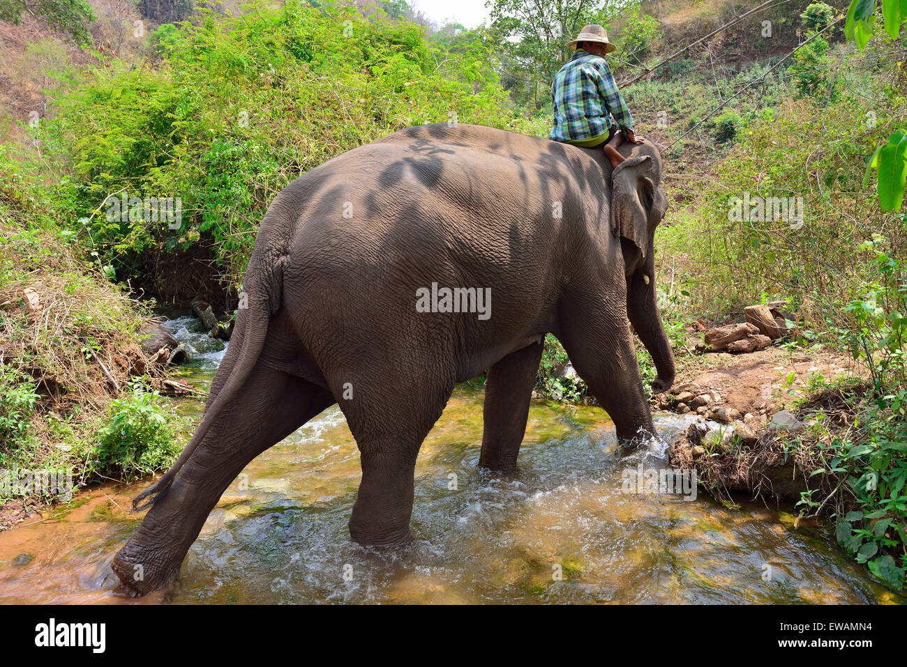 Mahout prendendo una registrazione salvata elephant per la balneazione nel flusso in la collina verde valle Elephant Camp Kalaw, MYANMAR Birmania Foto Stock