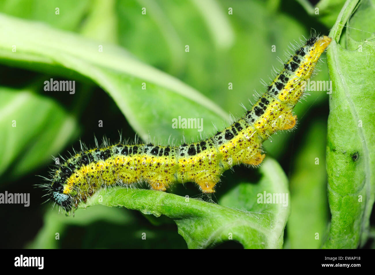 Caterpillar del cavolfiore grande farfalla bianca (Sarcococca brassicae) Foto Stock