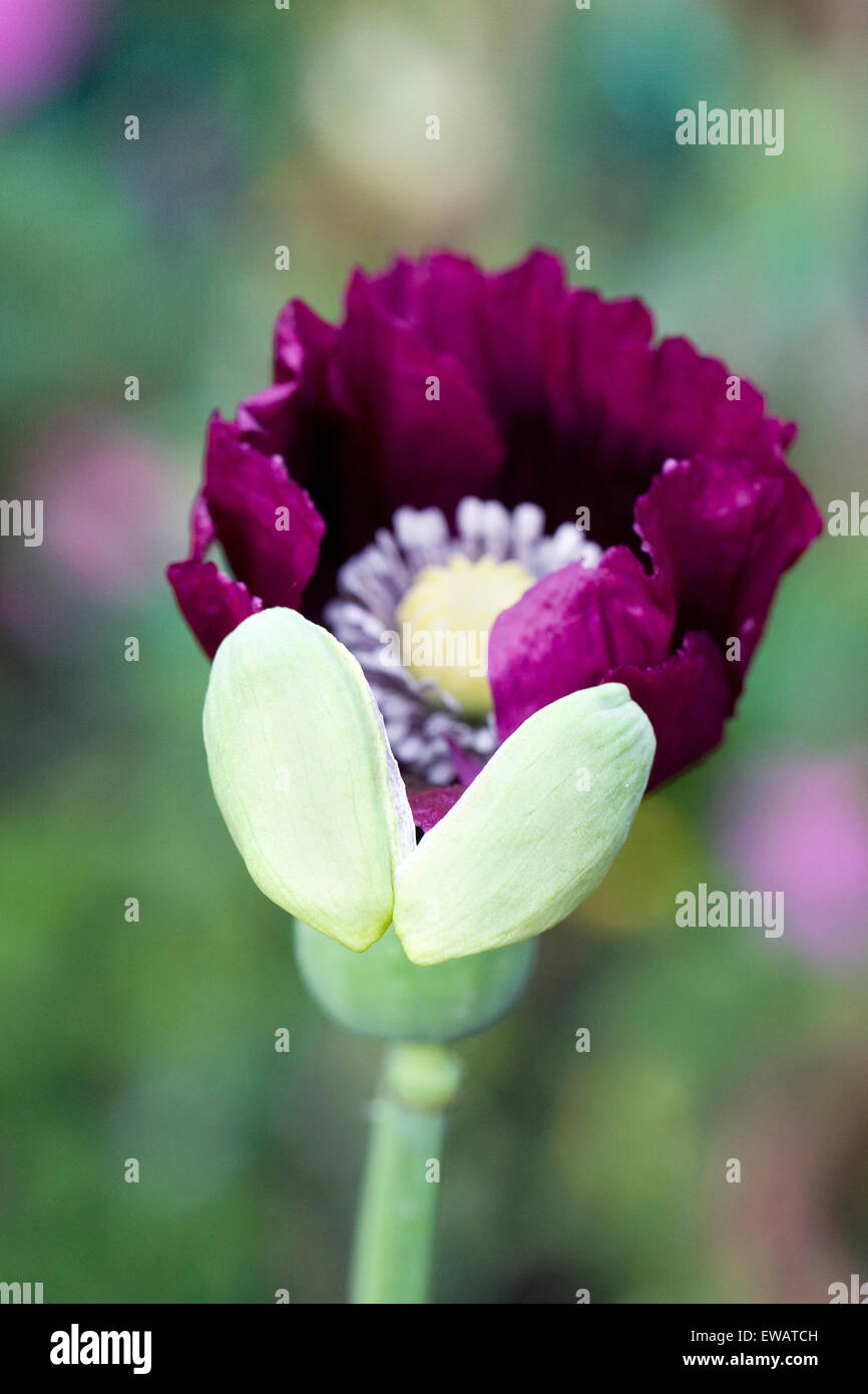 Papaver somniferum. Viola scuro germoglio di papavero apertura in un giardino inglese. Foto Stock
