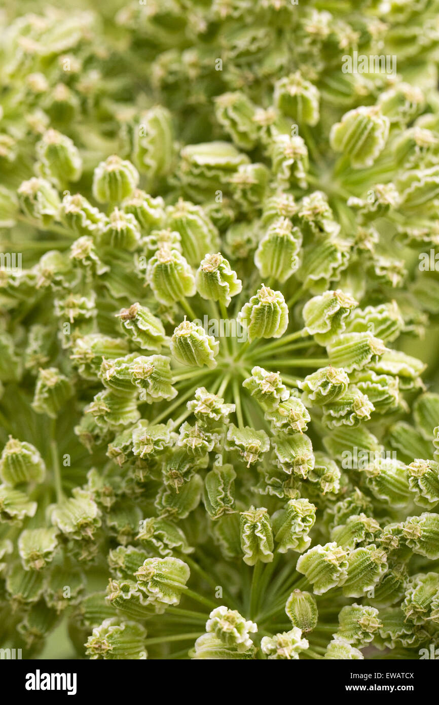 Angelica seedpods all'inizio dell'estate. Foto Stock