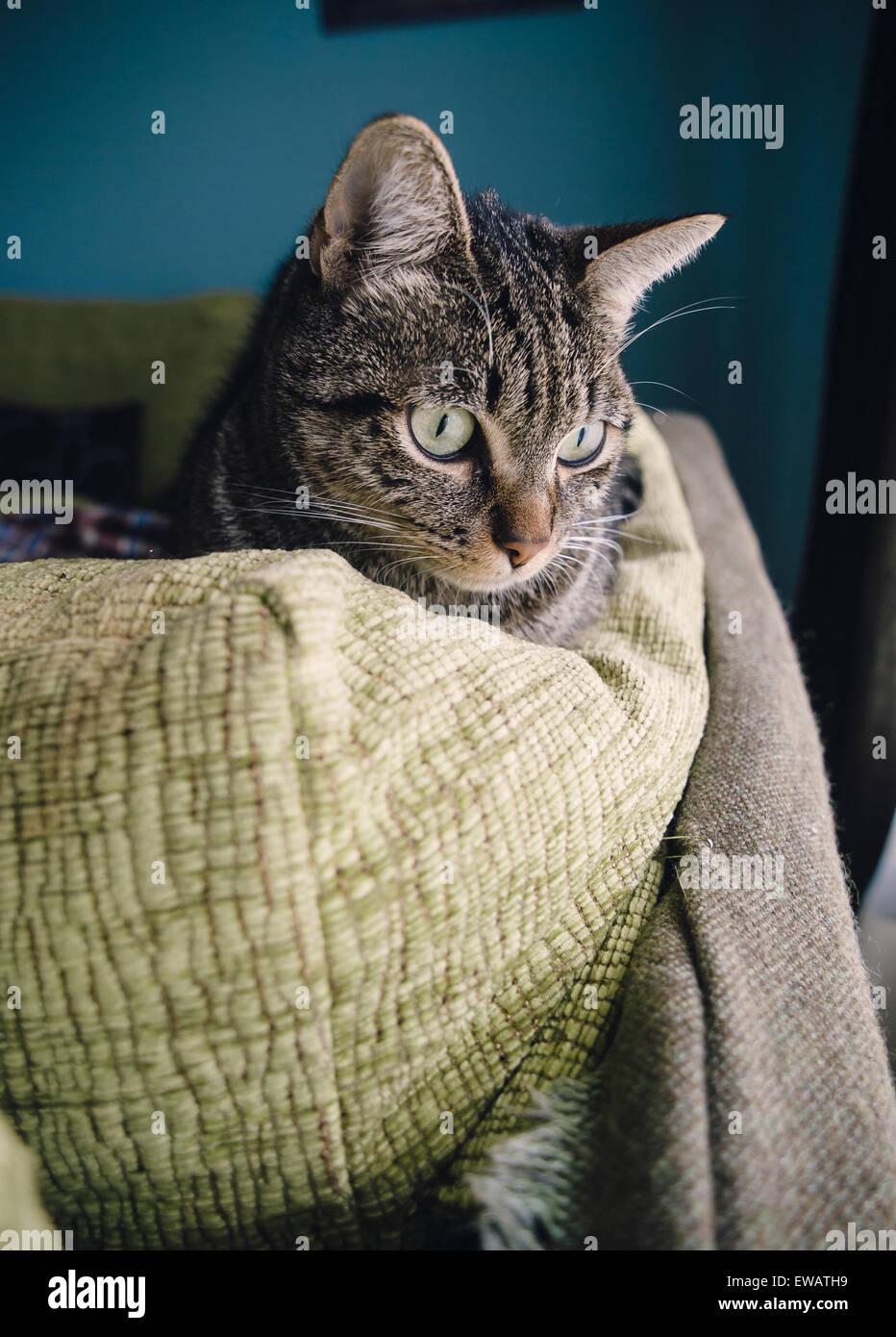 Gatto di casa sulla sommità di un divano Foto Stock