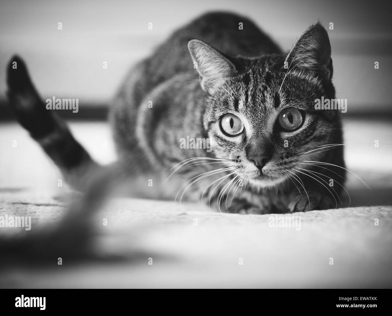 Cat stalking la sua piuma giocattolo a casa. Foto Stock