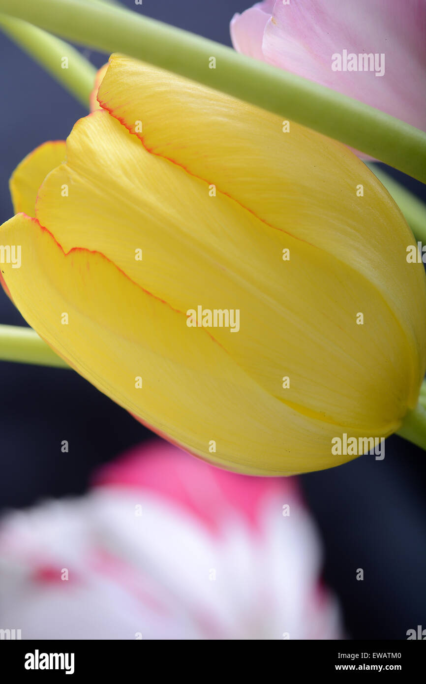 Chiudere l immagine del tulip su nero, fiori Foto Stock
