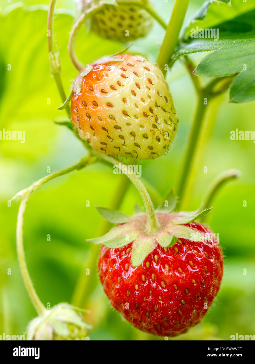 Primo piano di fragole maturazione su un arbusto Foto Stock