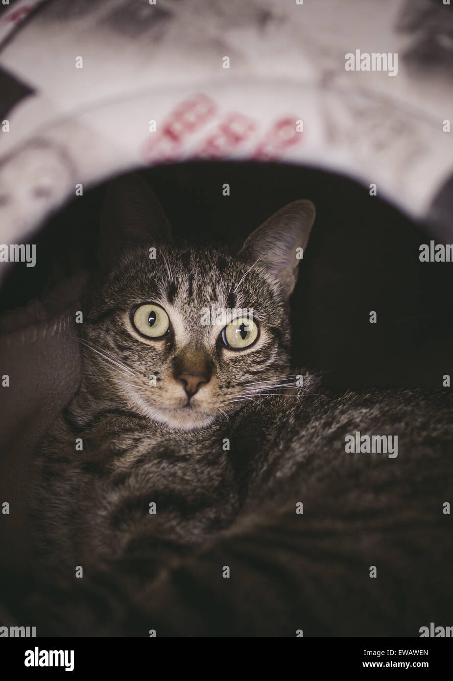 Gatto dentro la sua tana a casa in una giornata invernale Foto Stock