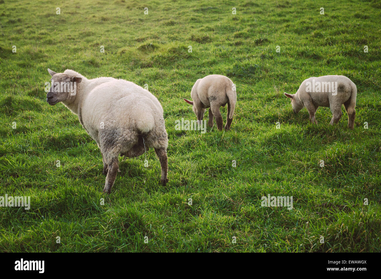 Tre pecore in un prato. Una pecora sono a urinare. Foto Stock
