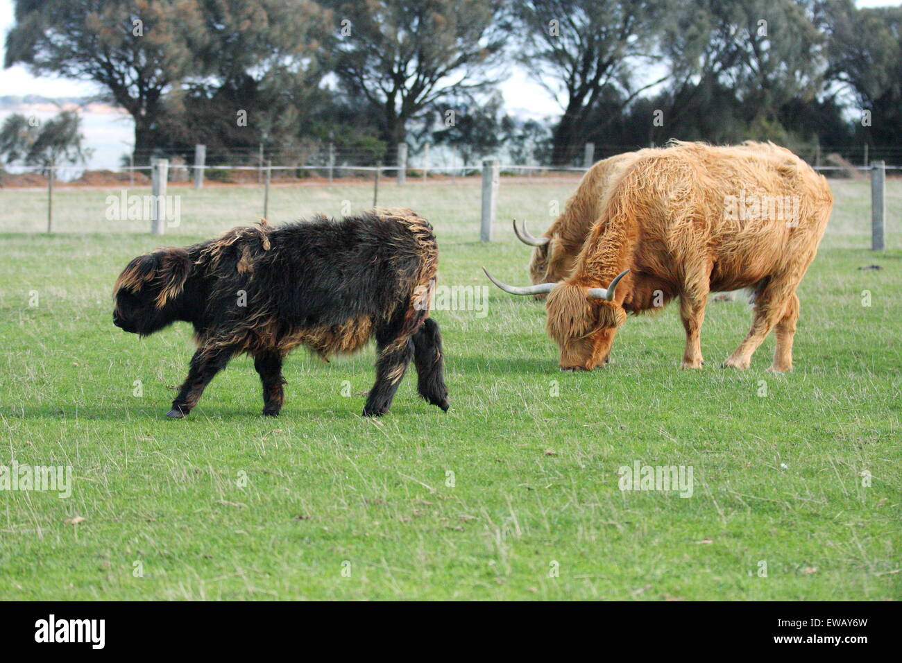 Highland vacche a Churchill Island Heritage Farm Phillip Island Victoria Australia Foto Stock