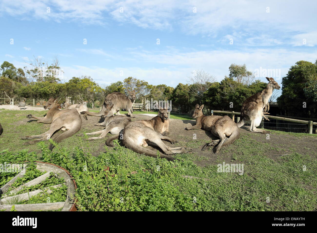 Un gruppo di canguri posa sulla terra nel parco animali Foto Stock