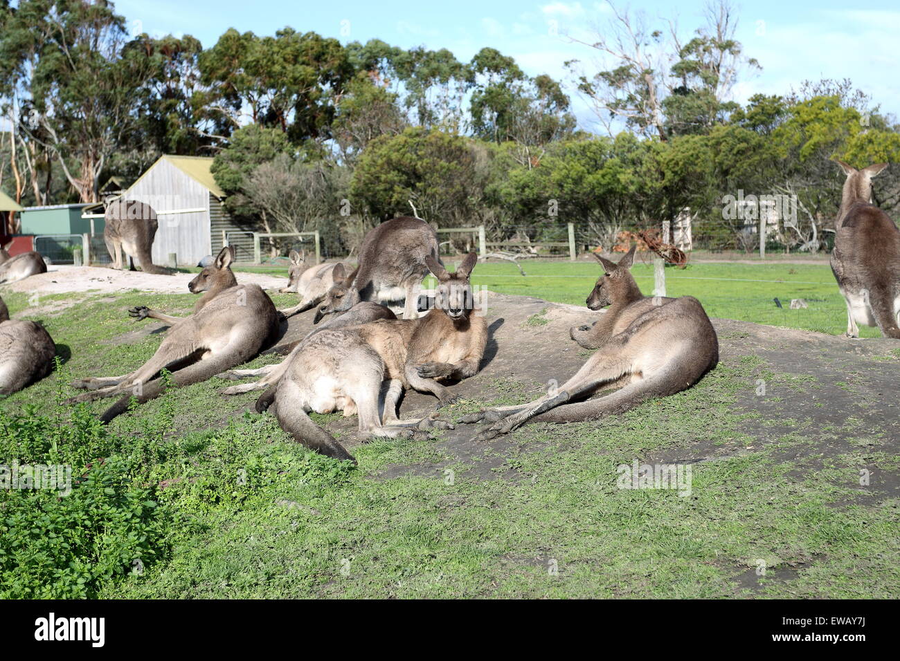 Un gruppo di canguri posa sulla terra nel parco animali Foto Stock