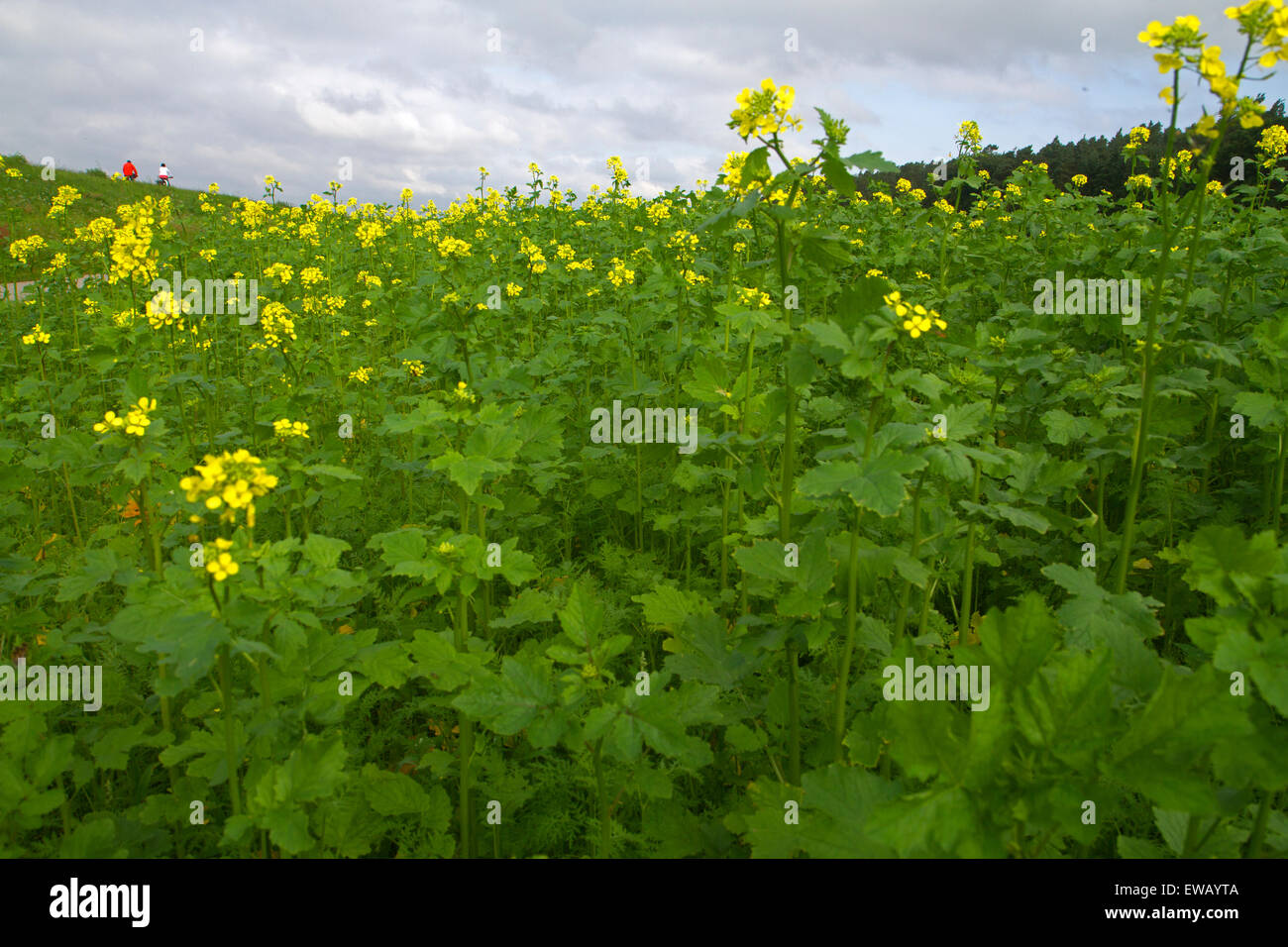 Pedalando attraverso un campo di canola sul Danubio principale canale Reno Foto Stock