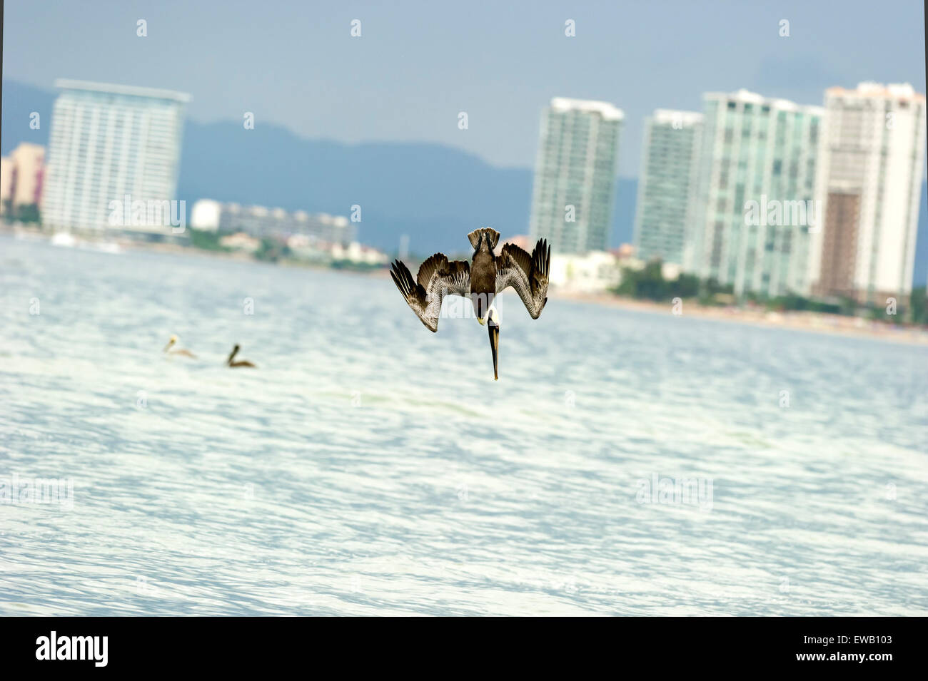 Pelican immersioni con gli edifici in background e l'oceano sotto. Foto Stock