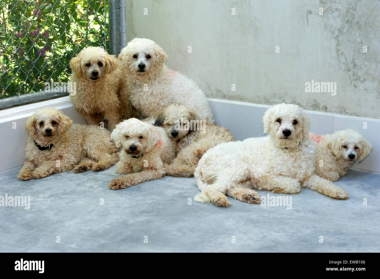 Rifugio del cane cani, addossate le une alle altre. Foto Stock