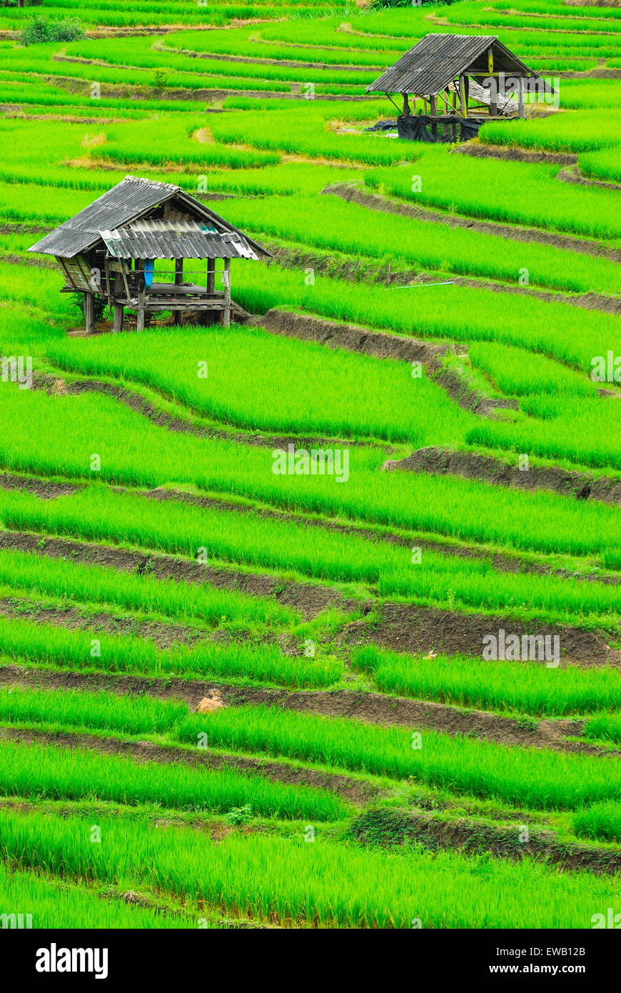 Cottage Terrazza campi di riso in Mae Chaem distretto di Chiang Mai, Thailandia Foto Stock