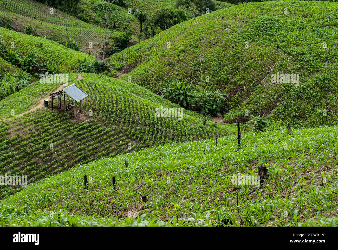 Cottage Terrazza campi di riso in Mae Chaem distretto di Chiang Mai, Thailandia Foto Stock
