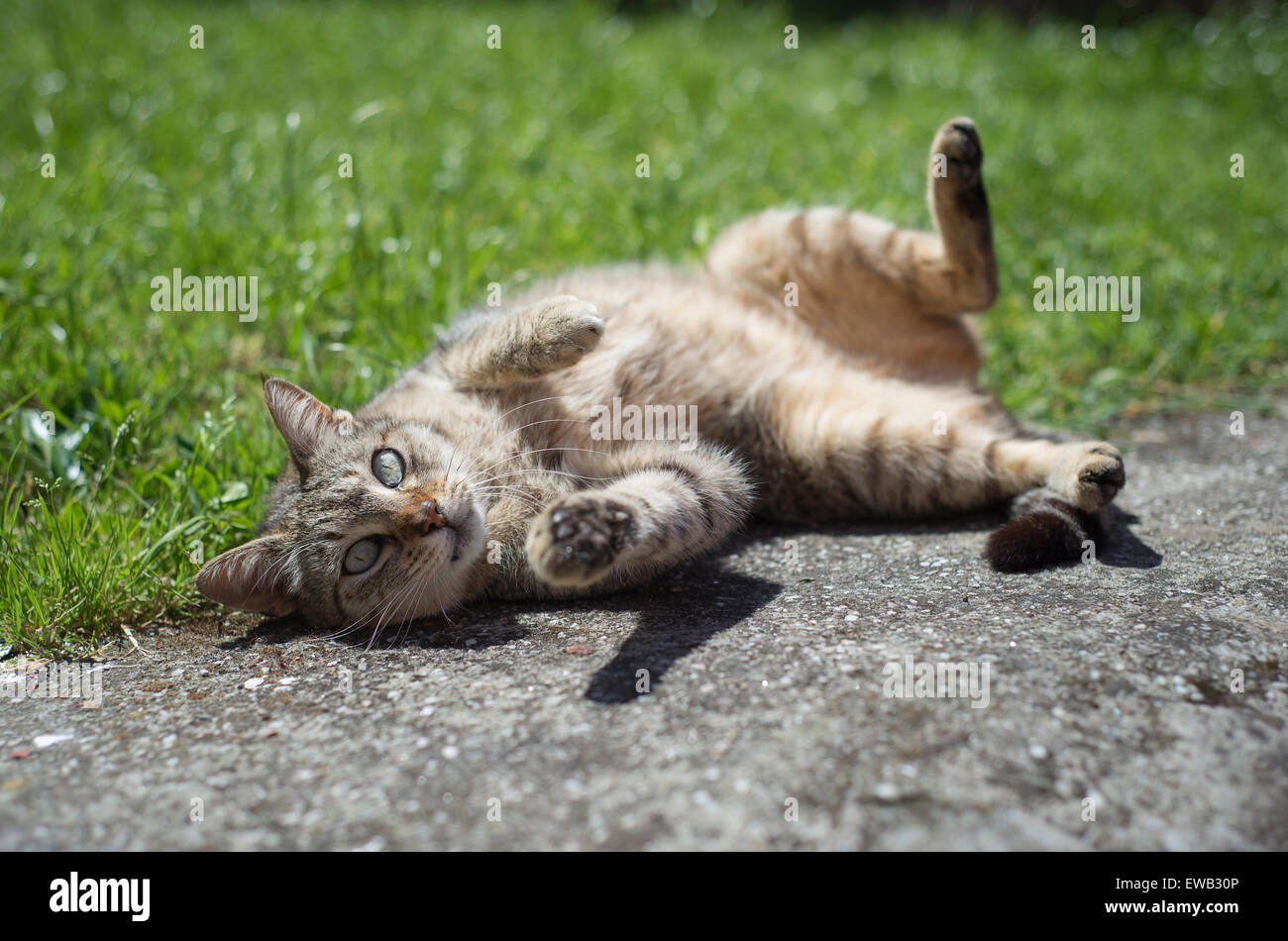 Tabby gatto femmina wallowing all aperto in una giornata di sole Foto Stock
