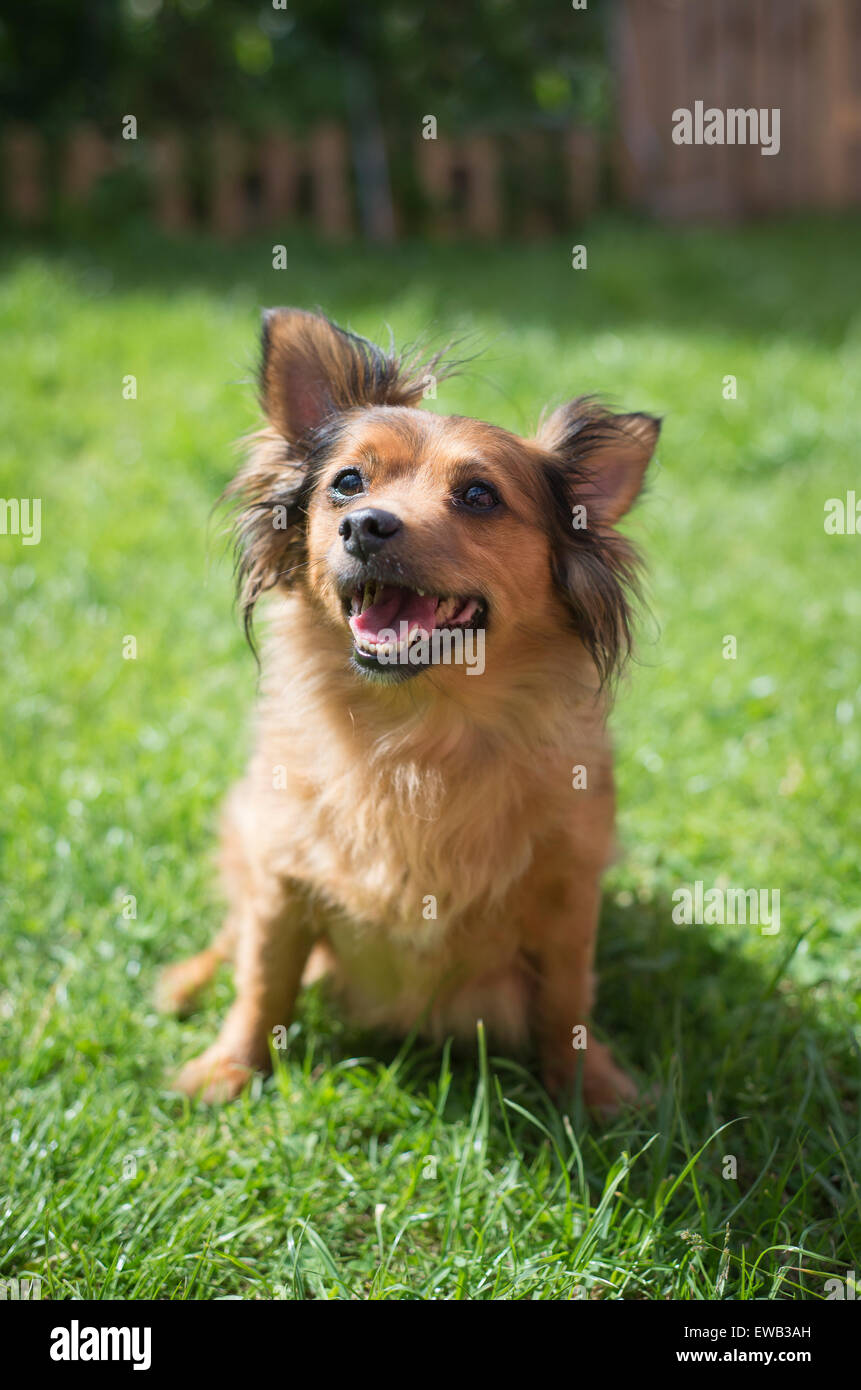 Piccoli incroci cane sul prato in una giornata di sole. Foto Stock