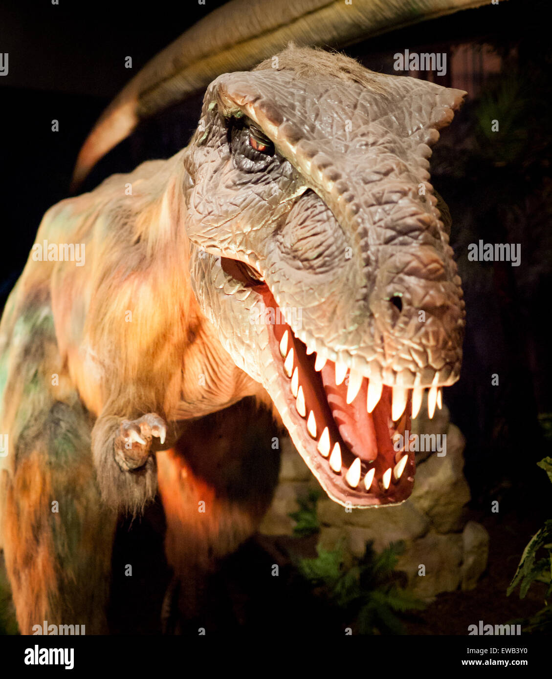 Un close-up di una vita dimensioni modello di selvaggina di penna, capretti Tyrannosaurus Rex a Telus World of Science in Edmonton, Canada. Foto Stock