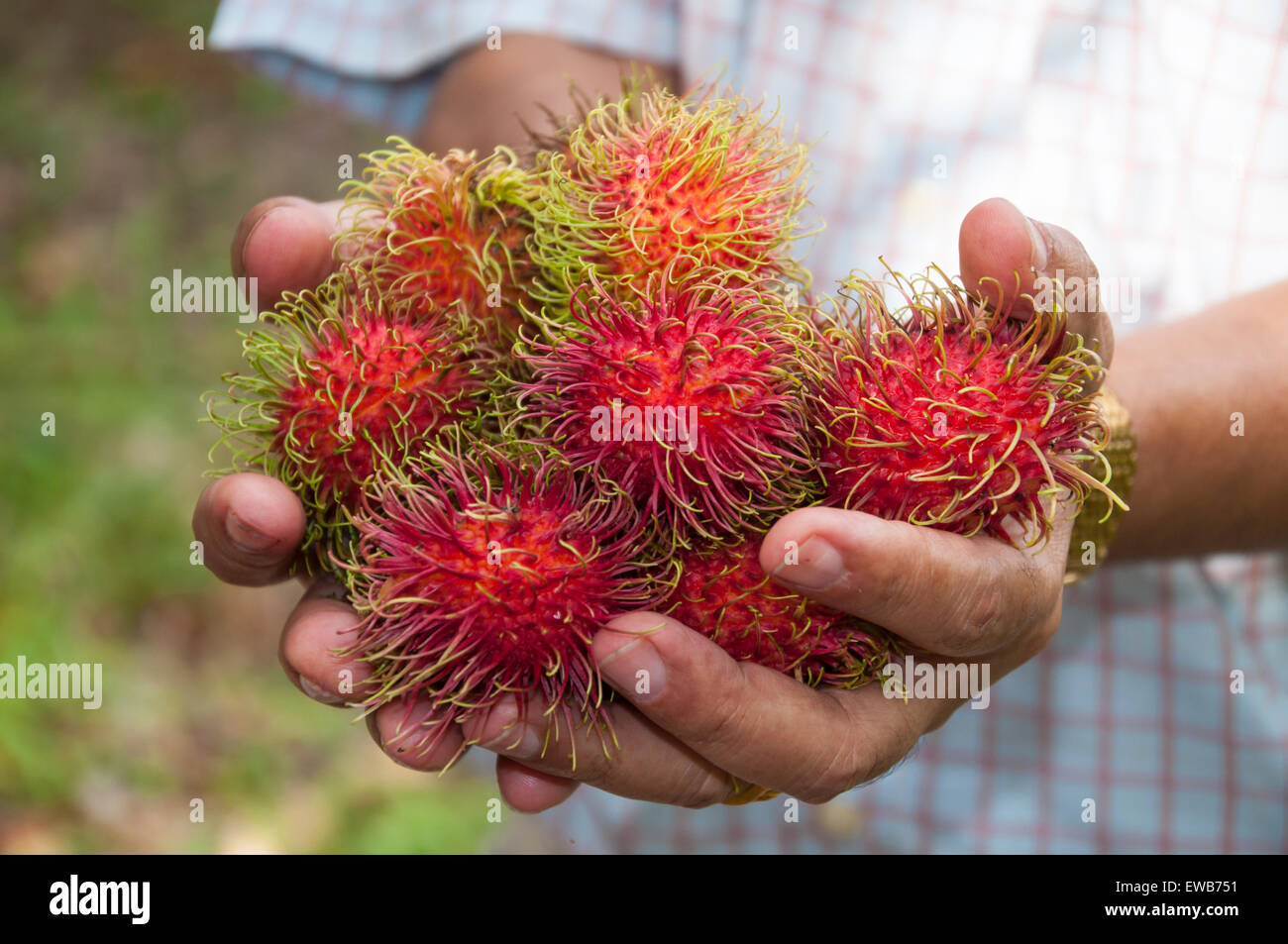 Gruppi di rambutan in man mano Foto Stock