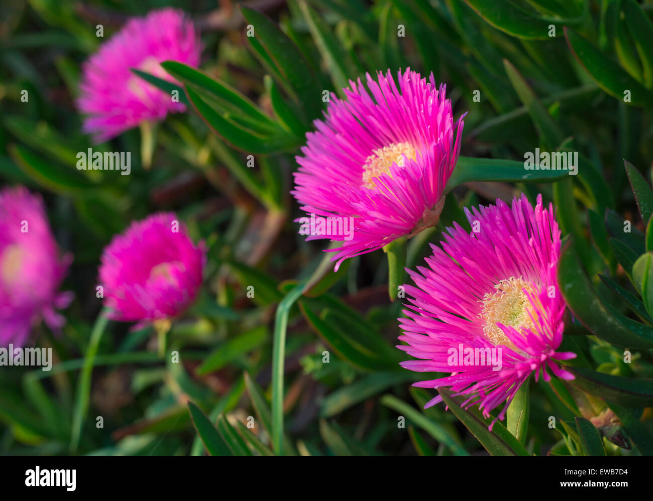 "Carpobrotus aequilaterus' o 'Doca fiore". Fiore di colori vibranti che si trova sulla costa Foto Stock