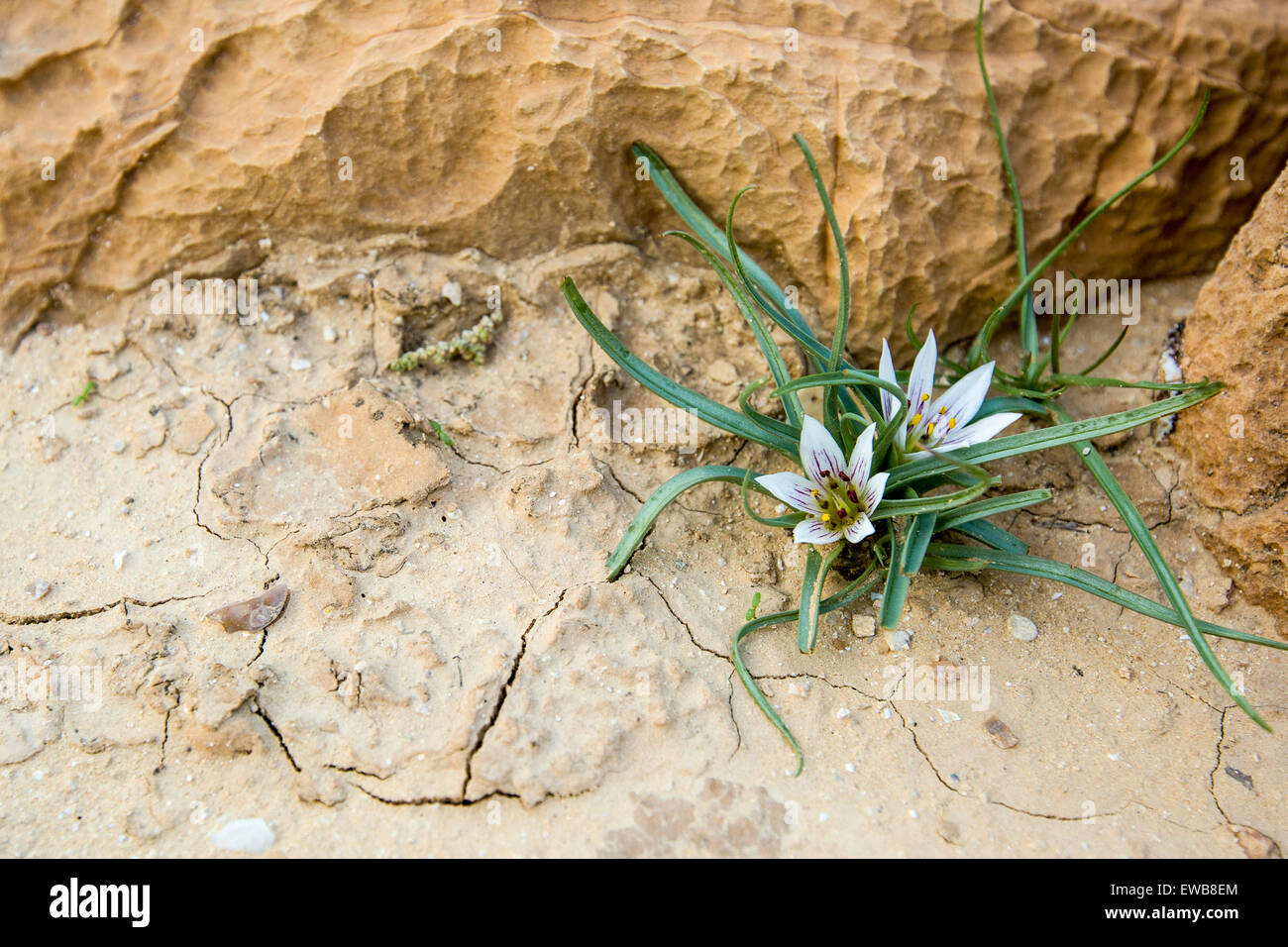 Lampadina del deserto (Androcymbium palaestinum) fotografato in Israele in gennaio. Un delicato appariscente perenne, con una piccola metropolitana c Foto Stock
