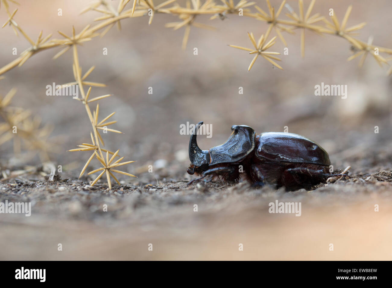 Cornuto o spagnolo Dung beetle (Copris hispanus). Fotografato in Israele nel Maggio Foto Stock