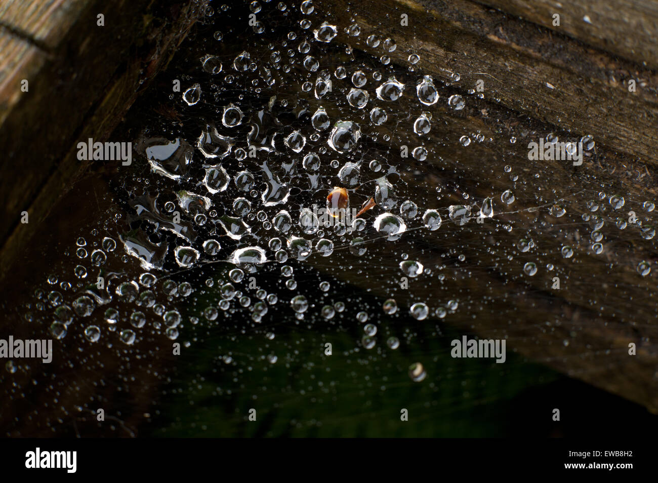 Gocce di pioggia sulla spider web Foto Stock