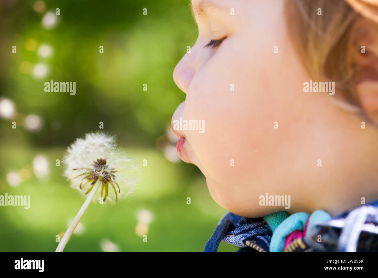 Bionda caucasica Baby girl soffia su un fiore di tarassaco in un parco, il fuoco selettivo sulle labbra Foto Stock
