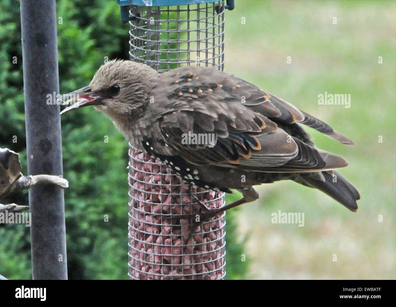 Giovani capretti storni starling sturnus vulgaris alimentare scontri squabling litigando immaturi di novellame Foto Stock