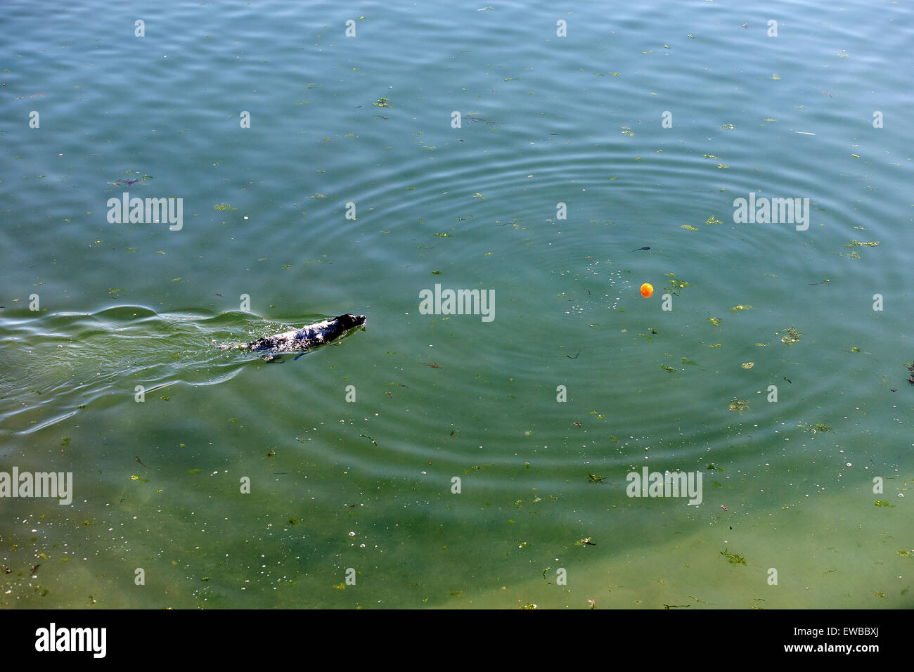 Cane inseguimento palla, cane inseguimento della palla in mare, sperma, uovo, fertilizzare, possedere e prendersi cura di un cane. Salute e benessere del vostro animale domestico, medicina veterinaria Foto Stock