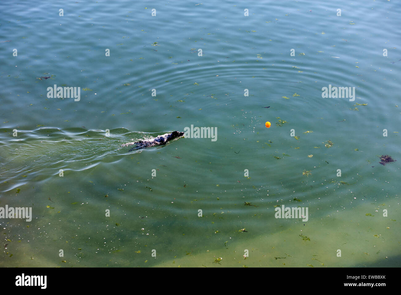 Cane a caccia di palla,cane insegue la palla nel mare,sperma, Foto Stock