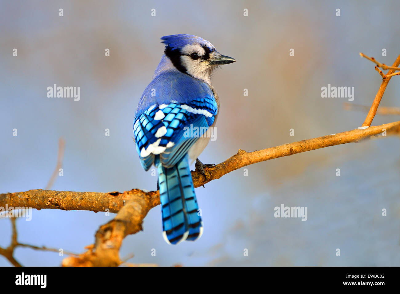 Blue Jay in piedi su un ramo di albero Foto Stock