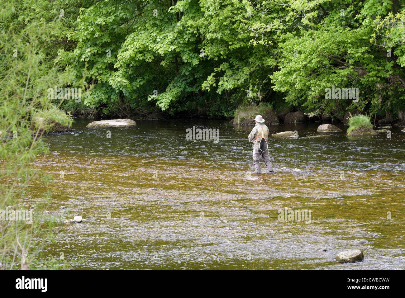Uomo anziano di pesca a mosca nel fiume Wharf, vicino a Bolton Abbey, North Yorkshire, Inghilterra. Foto Stock