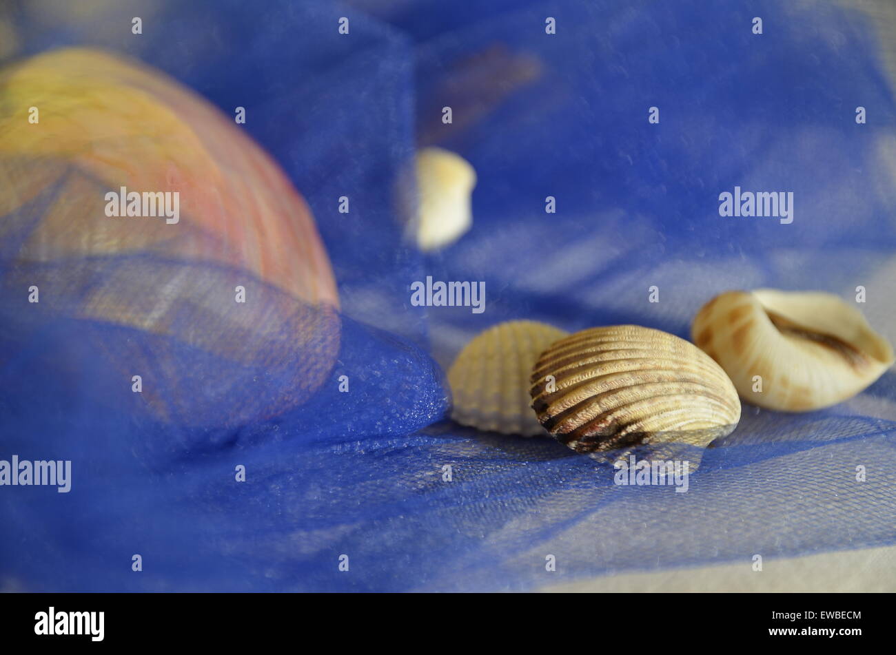 Gusci su uno sfondo blu Foto Stock