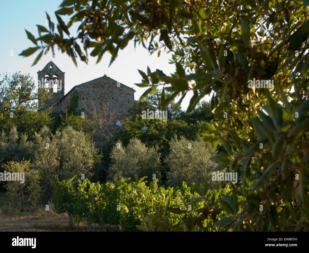 Vecchia chiesa tra oliveti, Toscana, Italia Foto Stock