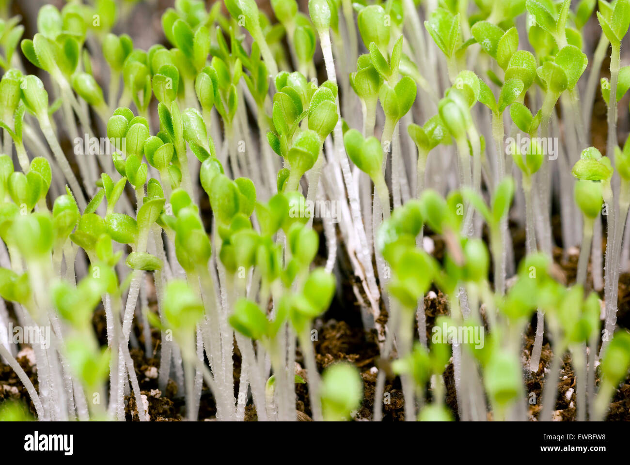 I giovani germogli di lattuga nel suolo di ripresa macro Foto Stock