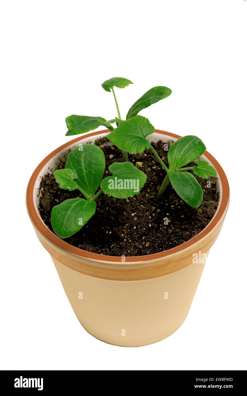 Giovani piante in vaso di terreno isolato su sfondo bianco Foto Stock