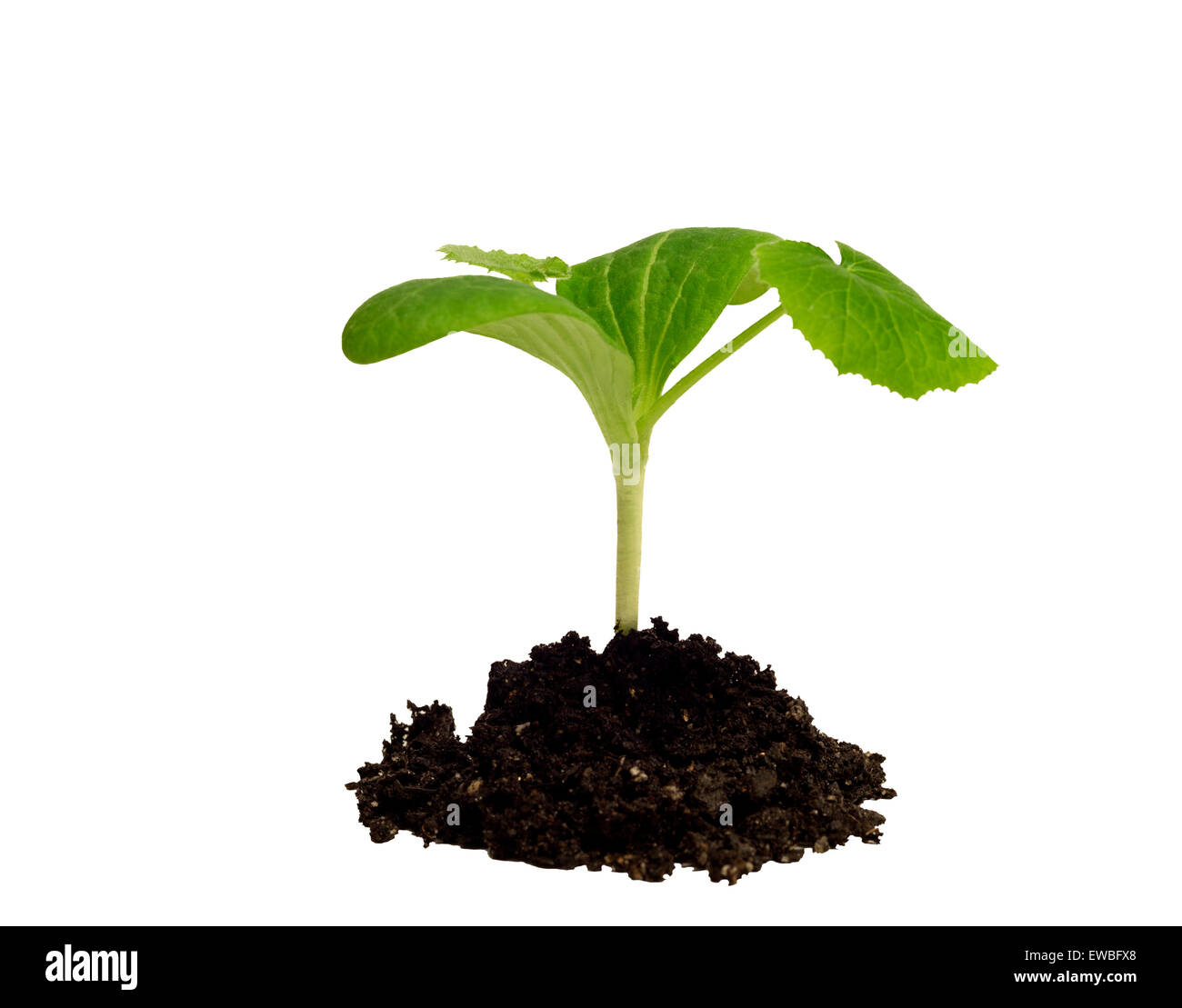 Piccola pianta sana pianta in terreno isolato su sfondo bianco Foto Stock