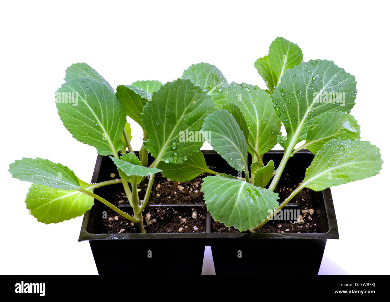 Giovani piante vegetali pronto per l'impianto. Isolato su uno sfondo bianco Foto Stock