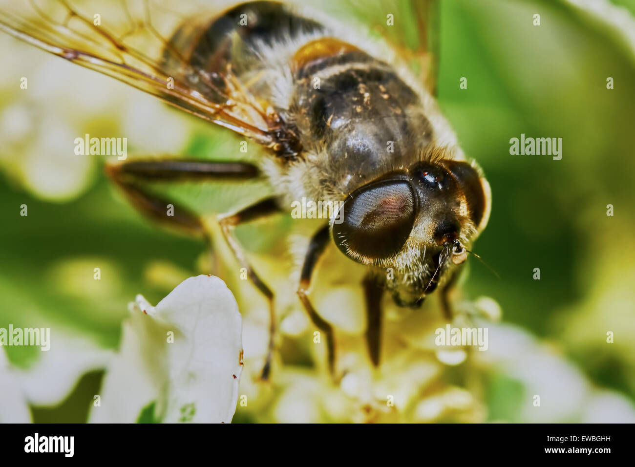 Ape su arbusti in fiore nel giardino Foto Stock