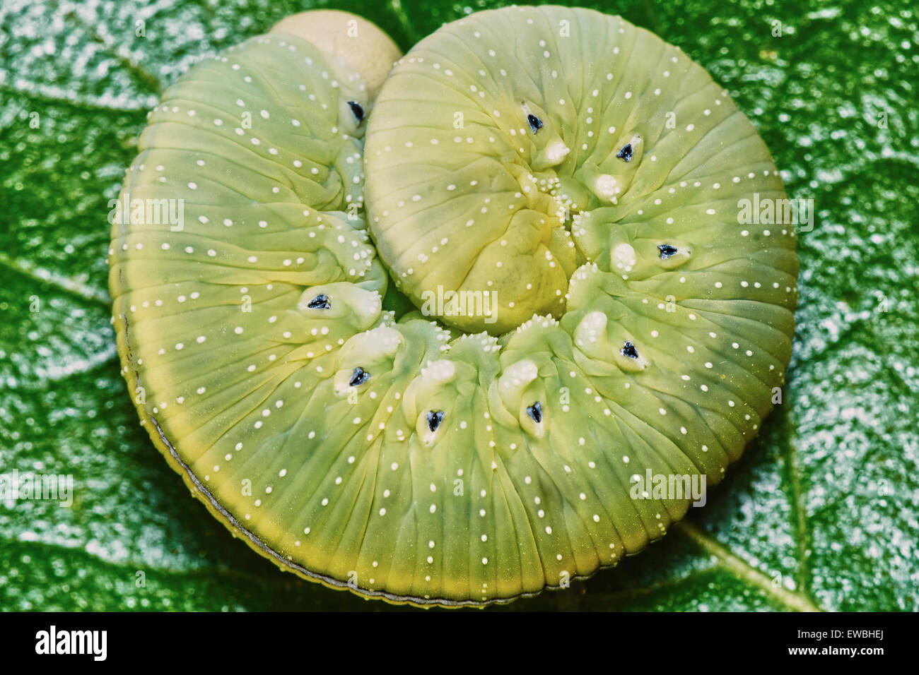 Caterpillar verde su una foglia arrotolata in una sfera Foto Stock