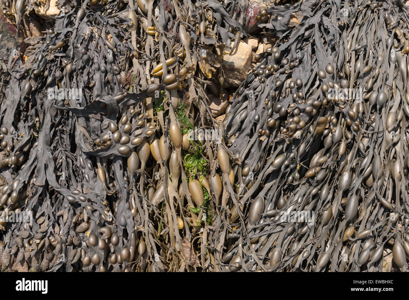 Shore inferiore alghe marroni alghe kelp vescica wrack trovati in Oceano Atlantico domina la costa rocciosa e annodate wrack o rockweed Foto Stock