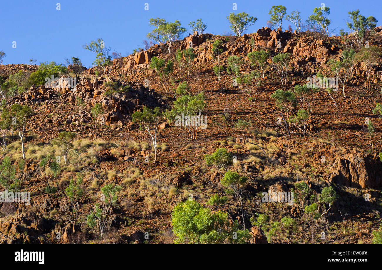 Asciugare colle roccioso con alberi sparsi nei pressi del Monte Isa, Queensland, Australia Foto Stock