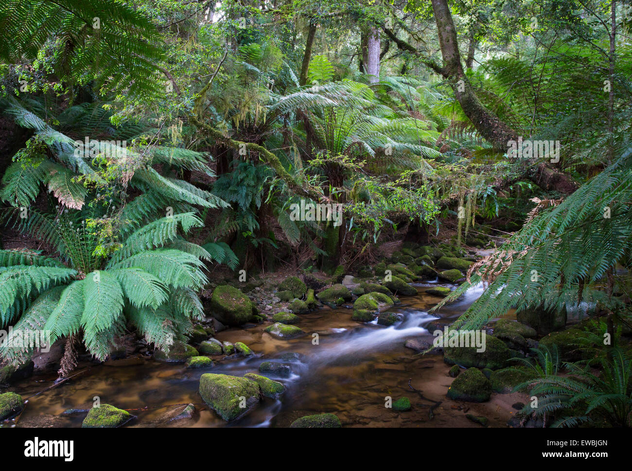 La foresta pluviale di flusso che scorre attraverso lussureggianti foreste pluviali temperate in San Columba Falls riserva statale, Tasmania, Australia Foto Stock