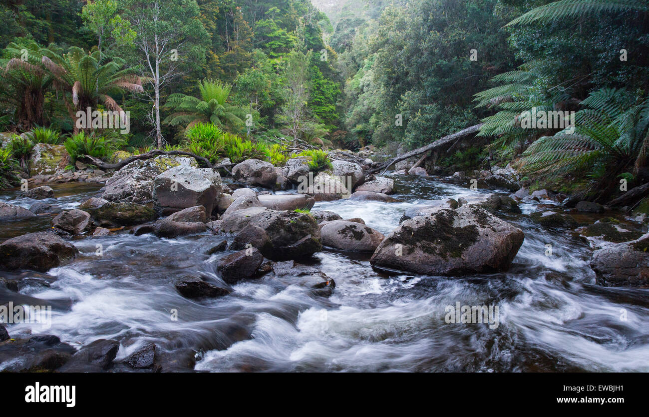 Il fiume selvaggio che fluisce attraverso lussureggianti foreste pluviali temperate in San Columba Falls riserva statale, Tasmania, Australia Foto Stock