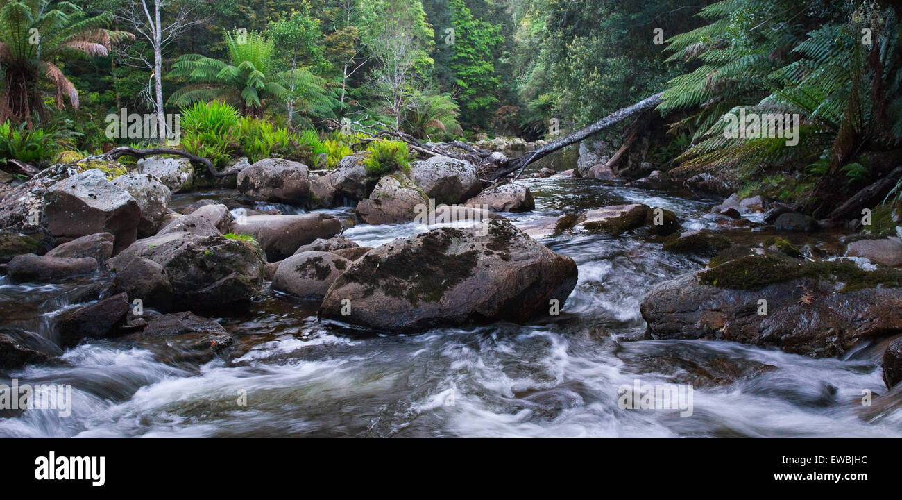 Il fiume selvaggio che fluisce attraverso lussureggianti foreste pluviali temperate in San Columba Falls riserva statale, Tasmania, Australia Foto Stock