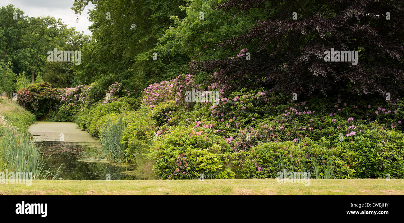 Giardino inglese con piante di rododendro e fiori Foto Stock
