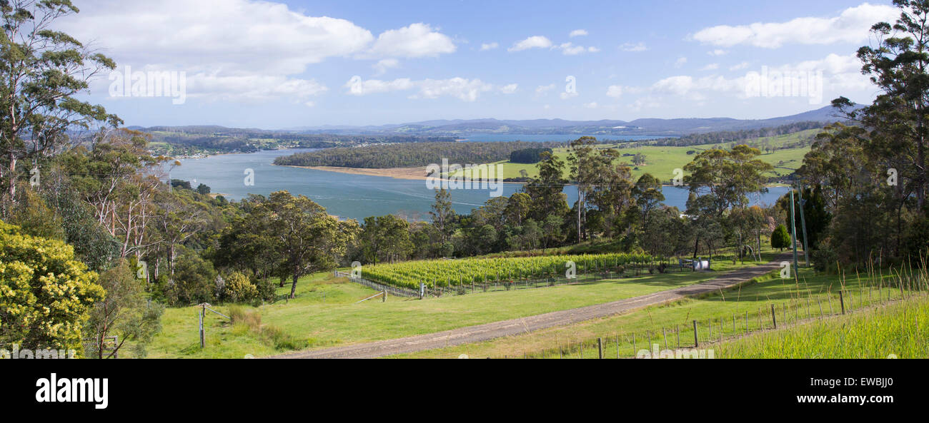 Piccola vigna e i campi dal Tamar River in valle Tamar vicino al Launceston, Tasmania, Australia Foto Stock