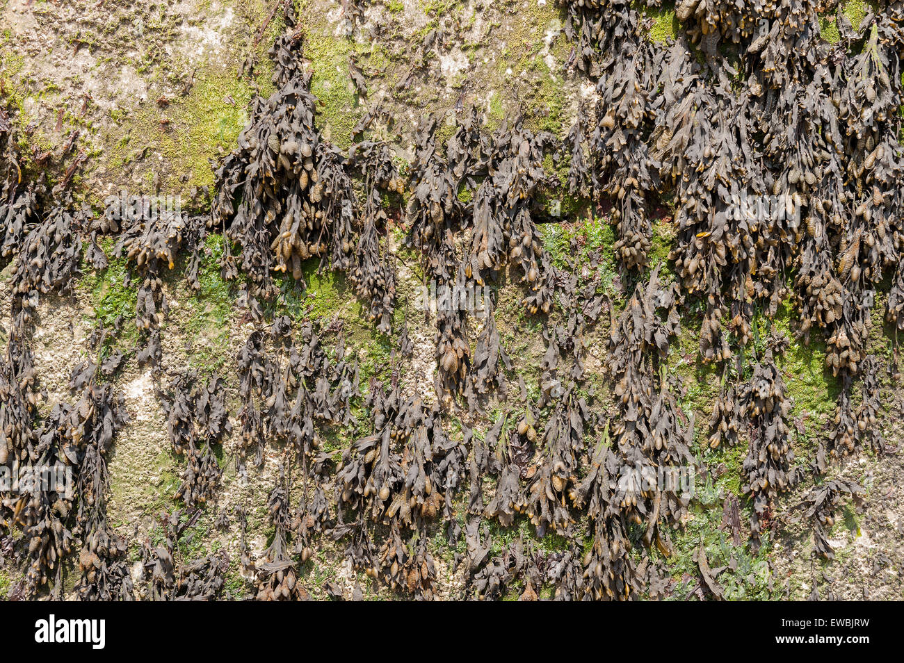 Shore inferiore alghe kelp alghe giovani dentato o seghettato wrack domina la costa rocciosa foglio algale Enteromorpha Foto Stock