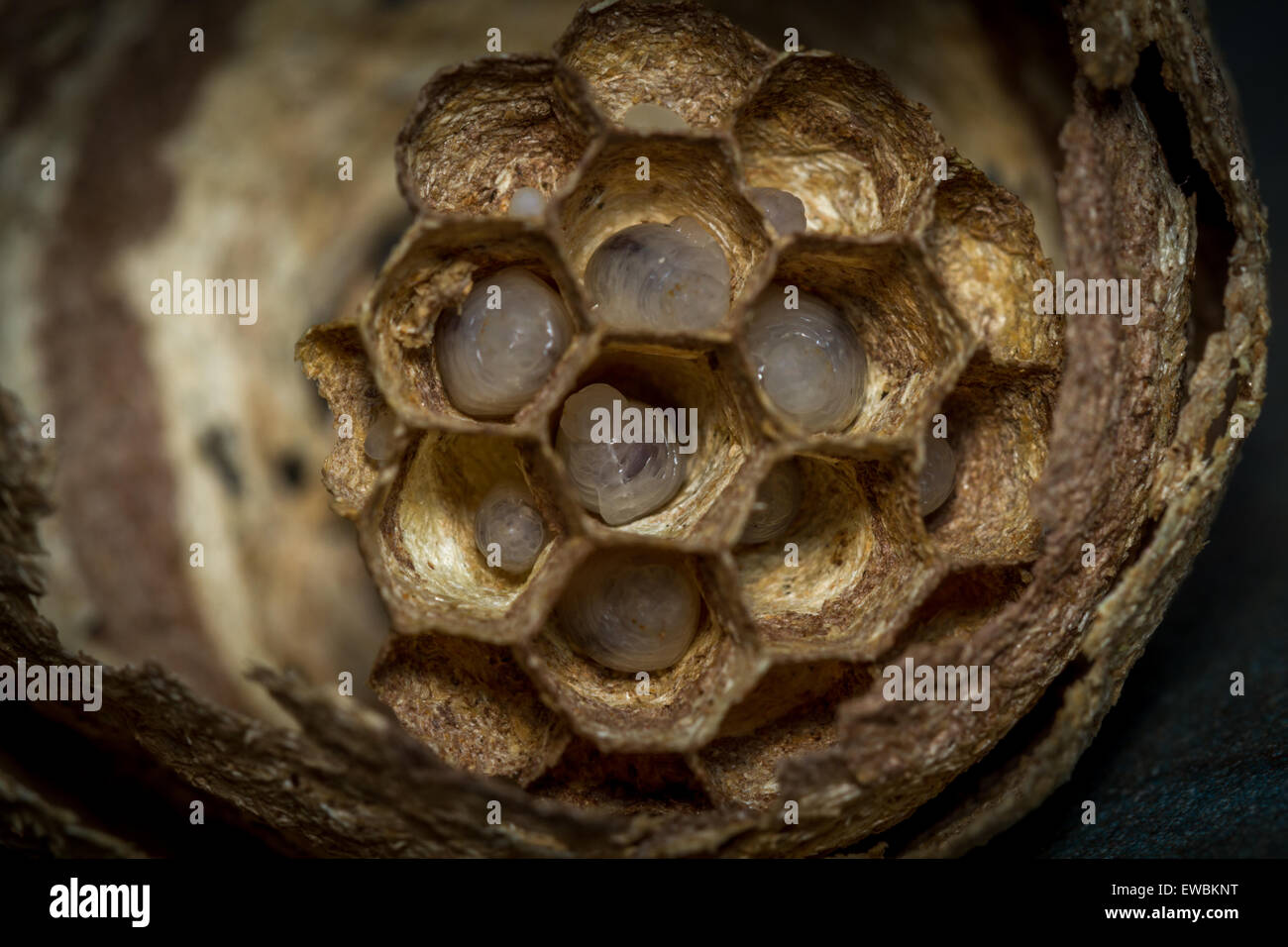 All'interno di un piccole vespe' Nest con live larve. Si trova all' interno di un sacchetto di compost di incapsulazione sinistro esterno. Foto Stock