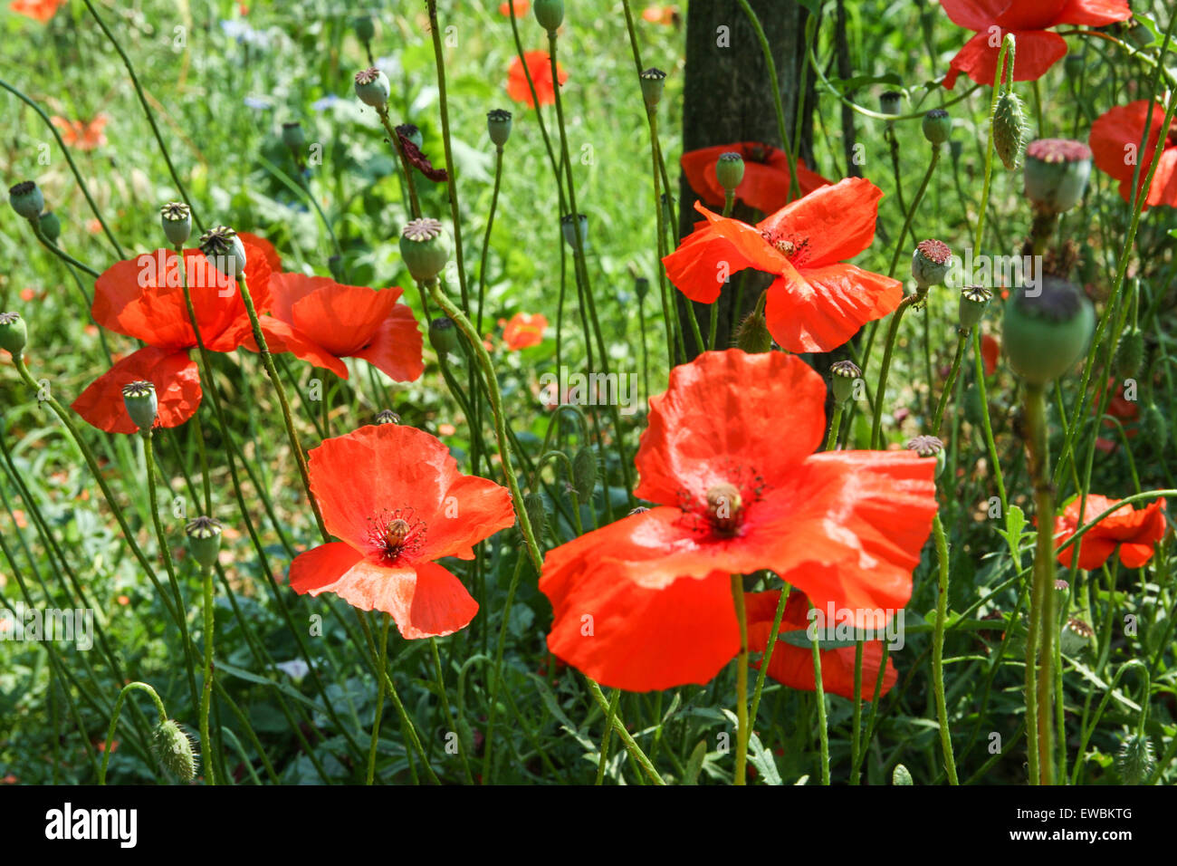 Papaveri, un simbolo della Toscana, i vigneti circostanti nella regione in campagna ad ovest di Siena in Toscana. Vino e in particolare il vino Chianti è un famoso locale di produrre. L'Italia. Giugno. Foto Stock